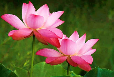 Importance of Lotus