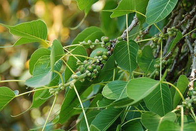 Peepal tree in Hinduism