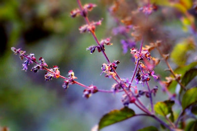 Plants and Nakshatra