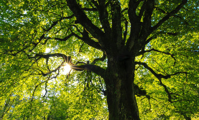 Sacred Trees in Hinduism