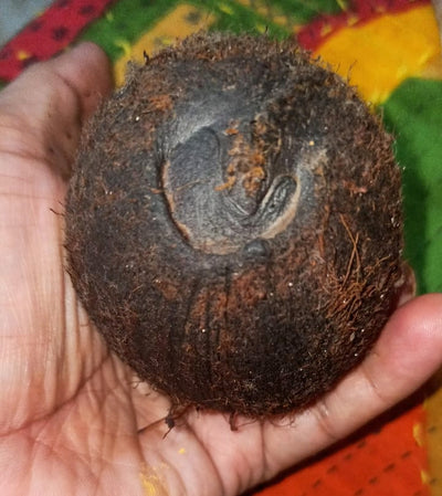 Ekakshi (One eyed) coconut for wealth and prosperity