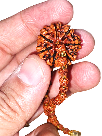 Rudraksha Seven faced bracelet with small Five faced beads