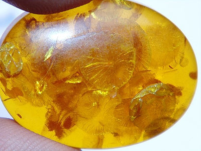 33.70 Cts. Lab Certified Natural Golden Honey Baltic Amber Cabochon - Devshoppe