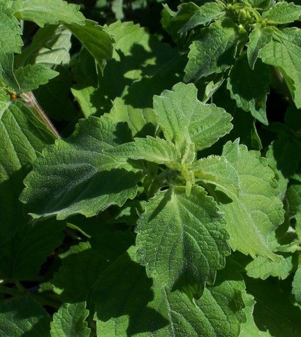 Clove Basil (Vana Tulsi) Ocimum Basilicum Herb Flower Seeds 50 Seeds - Devshoppe