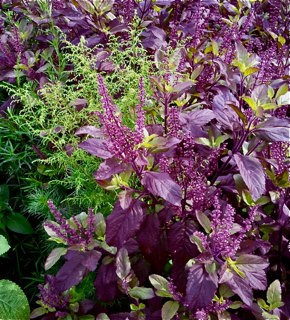 Holy Basil (Ocimum Tenuiflorum) Krishna Tulsi Seeds! Best herb, 50 Seeds Pack - Devshoppe