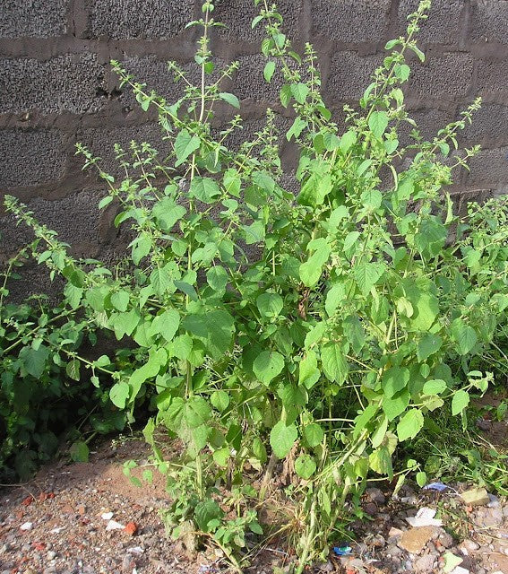 Rama Tulsi Holy Basil 50 Seeds pack - Devshoppe