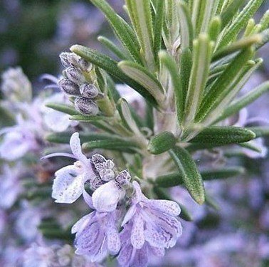 Rosemary Herb Rosemarinus officinalis Seeds 20 Seeds - Devshoppe