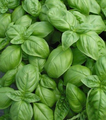 Sweet Genovese Basil Herb Seeds 50 Seeds - Devshoppe