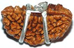 1 Mukhi Rudraksha of Premium Quality in Silver Pendant Form - Devshoppe