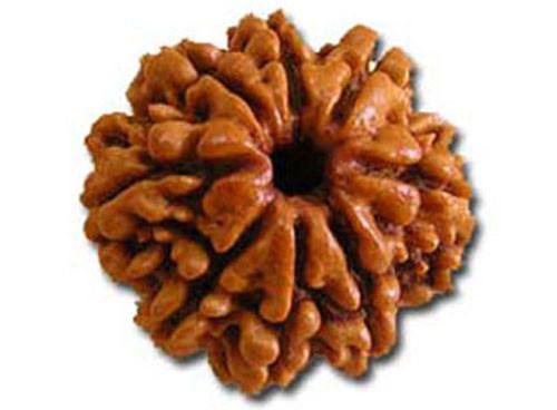 Eight Faced Rudraksha ( 8 Mukhi ) of premium quality - Devshoppe