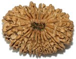 Eighteen Faced Rudraksha (18 Mukhi) of Premium Quality - Devshoppe