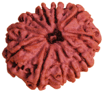 Eleven Faced Rudraksha ( 11 Mukhi ) of Premium Quality - Devshoppe