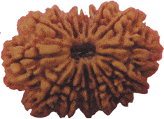 Fifteen Faced Rudraksha (15 mukhi) Bead of Premium Quality - Devshoppe