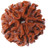 Five Faced Rudraksha ( 5 Mukhi ) of premium quality - Devshoppe