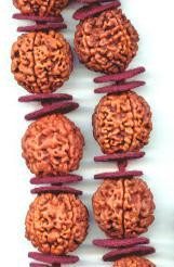 Five Mukhi Giant Beads Mala of 32+1 Beads (18-22 mm) - Devshoppe