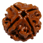 Four Faced Rudraksha ( Char Mukhi ) of premium quality - Devshoppe