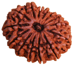 Fourteen Faced Rudraksha (14 Mukhi) of Premium Quality - Devshoppe