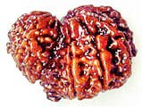 Garbh Gauri Rudraksha of premium quality - Devshoppe