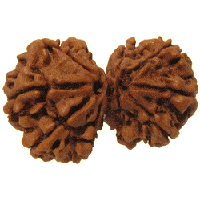 Gauri Shankar Rudraksha of premium quality - Devshoppe