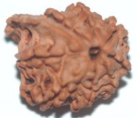 Ganesh Rudraksha of premium quality - Devshoppe