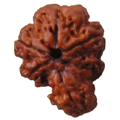 Savar Rudraksha from Nepal - Devshoppe