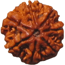 Seven Faced Rudraksha ( 7 Mukhi ) of premium quality - Devshoppe