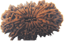 Seventeen Faced Rudraksha (17 Mukhi) of Premium Quality - Devshoppe