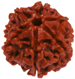 Six Faced Rudraksha (6 Mukhi) of premium quality - Devshoppe