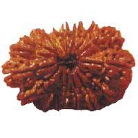 Sixteen Faced Rudraksha (16 Mukhi) of Premium Quality - Devshoppe