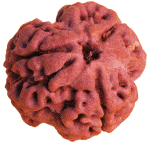 Three Faced Rudraksha (Teen Mukhi) of Nepali origin - Devshoppe