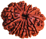 Twelve Faced Rudraksha ( 12 Mukhi ) of Premium Quality - Devshoppe