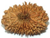 Twenty Faced Rudraksha ( 20 Mukhi ) of premium quality - Devshoppe