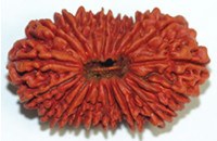 Twenty One Faced Rudraksha (21 Mukhi),Highly Rare Rudraksha - Devshoppe