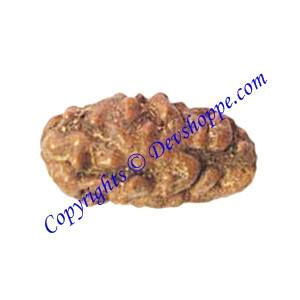 Two Faced Rudraksha ( Do Mukhi / 2 Mukhi ) of Javanese origin Premium quality - Devshoppe