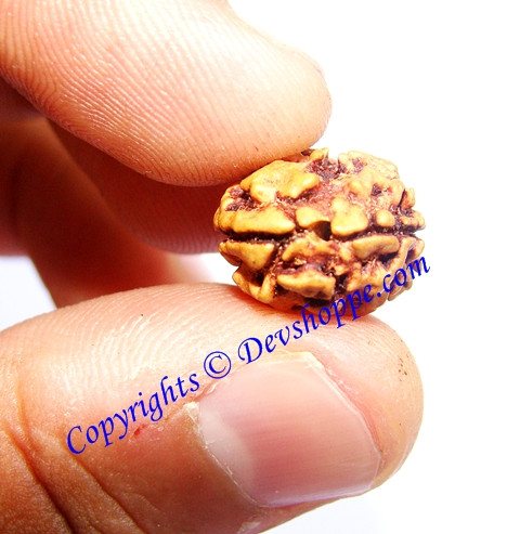 Two Faced Rudraksha ( Do Mukhi ) of Indian origin - Devshoppe