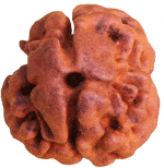 Two Faced Rudraksha ( Do Mukhi ) of Nepali origin - Devshoppe